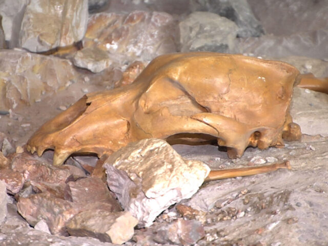 ursus 1