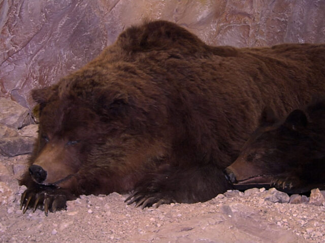 ursus 3